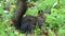 A fine black squirrel seeking nut on a lawn in autumn in slo-mo