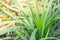 Fine blades of grass under warm natural sunlight giving a new perspective on the reflective swimming pool. This greenery provides