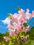 Fine blooming rose flowers against blue sky