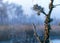 Fine cobwebs between tree branches, misty bog landscape with swamp pines and traditional bog vegetation, blurred background, fog