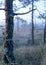 Fine cobwebs between tree branches, misty bog landscape with swamp pines and traditional bog vegetation, blurred background, fog