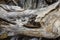 Fine, detailed scrollwork on driftwood at Flagstaff Lake, northw