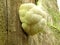 Fine example of a Lions Mane mushroom.