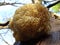 Fine example of a Lions Mane mushroom.