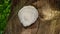 Fine example of a Lions Mane mushroom.