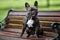 A fine French bulldog sits on a bench against a background of green grass