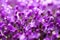 Fine fresh abstract lilac flowers close-up, macro view. Beautiful natural floral background, always fashionable modern