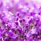 Fine fresh abstract lilac flowers close-up, texture. Beautiful natural floral background, always fashionable modern