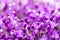 Fine fresh abstract lilac flowers close-up, texture, selective focus. Beautiful natural floral background, fashionable