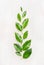 Fine green leaves arranged in branch with water drops on white wooden background, top view.