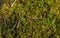 Fine green moss growing in forest some dry fir on, closeup macro detail, abstract natural background