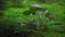 Fine green moss and small burdock plant growing on dark forest ground, few small twigs near, camera slides to right, river stream