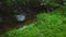 Fine green moss and tiny mushrooms growing on dark forest ground, few small twigs near, camera slides to right, river stream