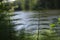 Fine green vegetation overlooking water