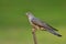 Fine grey bird with black stripe belly and yellow eye rings perching on wooden branch over soft blur background, eurasian cuckoo