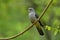 Fine grey and stripe belly bird perching on curve branch over fine green background, himalayan cuckoo