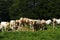 Fine Herd of Charolais Cattle