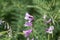 Fine leaved vetch Vicia tenuifolia