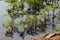 Fine-leaved water dropwort Oenanthe aquatica, a young poisonous aquatic plant, with reflection in water