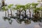 Fine-leaved water dropwort Oenanthe aquatica, a young poisonous aquatic plant, with reflection in water