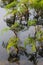 Fine-leaved water dropwort Oenanthe aquatica, a young poisonous aquatic plant, with reflection in water