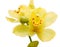 Fine lemon yellow orchids on white.