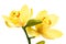 Fine lemon yellow orchids on white.