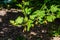 A fine photo of a branch with young fresh gooseberry leaves with green berries