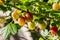 Fine photo of a green branch with green and young fresh gooseberry leaves with green and red berries is on a beautiful blurred