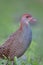 fine red eyes brown head and pink bills to with grey breast and pattern wings of slaty-breasted rail