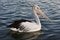 A fine resolution portrait of Pelecanus Conspicillatus, an Australian Pelican