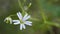 Fine small bloom of grass-like starwort on natural blurry background. Stellaria graminea