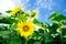 Fine summer field of sunflowers .