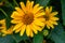 Fine wild growing flower aster false sunflower on background meadow