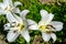 Fine wild growing flower lily liliaceae on background meadow