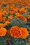 Fine Wild Growing Flower Marigold Calendula On Background Meadow