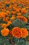 Fine Wild Growing Flower Marigold Calendula On Background Meadow