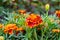 Fine wild growing flower marigold calendula on background meadow