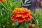 Fine wild growing flower marigold calendula on background meadow