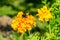 Fine wild growing flower marigold calendula on background meadow