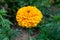 Fine wild growing flower marigold calendula on background meadow