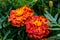 Fine wild growing flower marigold calendula on background meadow