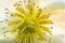 The fine yellow stamens of a white Helleborus flower