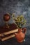 Fineart concept shot. Stilllife with rustic books  with flowers and globe on grey backgrouns