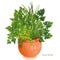 Fines Herbes in Clay Planter