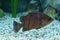 Finescale tigerfish in the aquarium, close-up