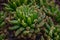 Finger Cactus, Mammillaria longimamma Cactus in the botanical garden
