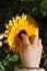 Finger of a child pressing the button in a flower bloom