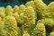 Finger coral close up open polyps Acropora humilis