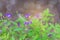 Finger grass ,Limnophila geoffrayi, Limnophila aromatica,Scorphulariaceae,Plantaginaceae,with the bokeh,beam light background.Tha